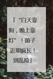 “白天靠狗，晚上靠灯”！菌子近期疯长！别乱捡
