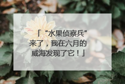 “水果侦察兵”来了，我在六月的威海发现了它！