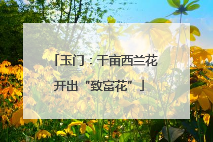 玉门：千亩西兰花开出“致富花”