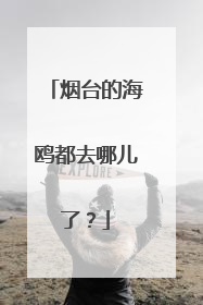 烟台的海鸥都去哪儿了？
