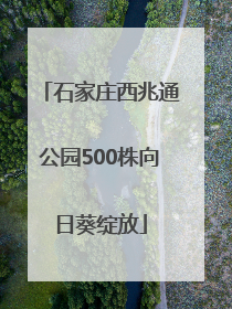 石家庄西兆通公园500株向日葵绽放