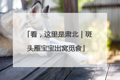 看，这里是肃北｜斑头雁宝宝出窝觅食