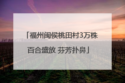 福州闽侯桃田村3万株百合盛放 芬芳扑鼻