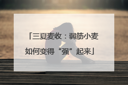 三夏麦收：弱筋小麦如何变得“强”起来
