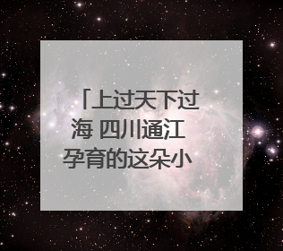 上过天下过海 四川通江孕育的这朵小白花不简单｜川陕渝网络名人巴中行