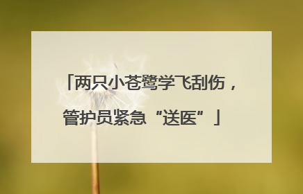 两只小苍鹭学飞刮伤，管护员紧急“送医”