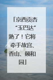 京西贡杏“玉巴达”熟了！它将牵手故宫、香山、颐和园