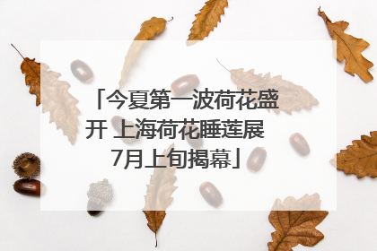 今夏第一波荷花盛开 上海荷花睡莲展7月上旬揭幕