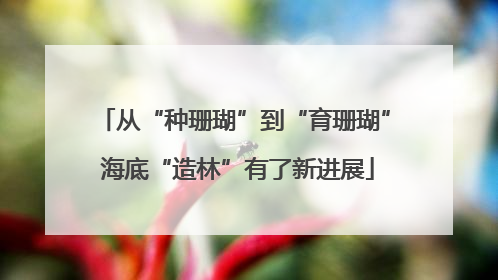 从“种珊瑚”到“育珊瑚” 海底“造林”有了新进展