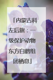 内蒙古科左后旗：一级保护动物东方白鹳组团栖息