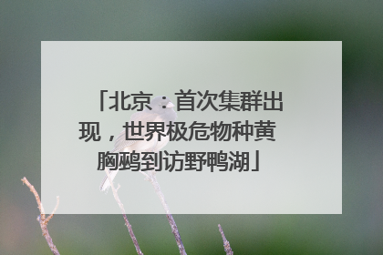 北京：首次集群出现，世界极危物种黄胸鹀到访野鸭湖