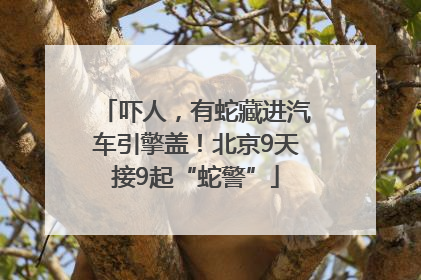 吓人，有蛇藏进汽车引擎盖！北京9天接9起“蛇警”