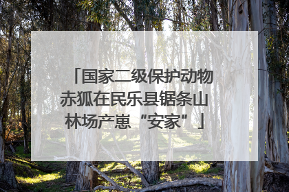 国家二级保护动物赤狐在民乐县锯条山林场产崽“安家”