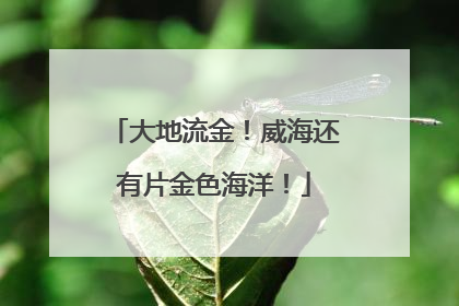 大地流金！威海还有片金色海洋！
