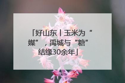 好山东丨玉米为“媒”，禹城与“糖”结缘30余年