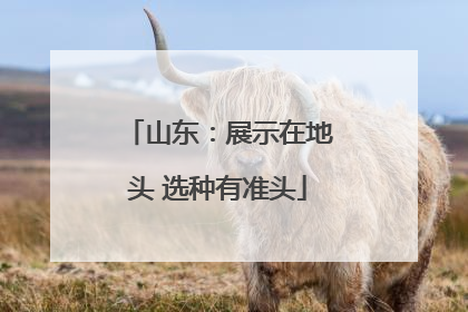 山东：展示在地头 选种有准头