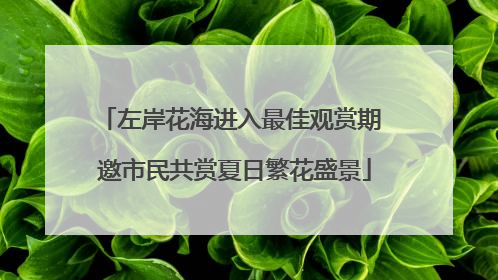 左岸花海进入最佳观赏期 邀市民共赏夏日繁花盛景