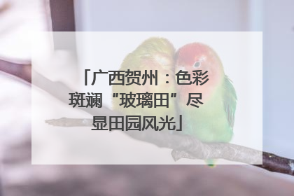 广西贺州：色彩斑斓“玻璃田”尽显田园风光