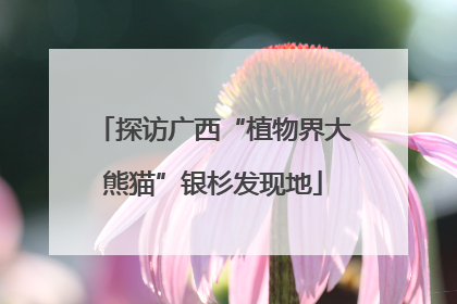 探访广西“植物界大熊猫”银杉发现地