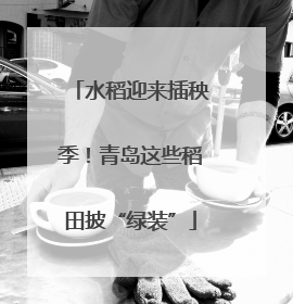 水稻迎来插秧季！青岛这些稻田披“绿装”