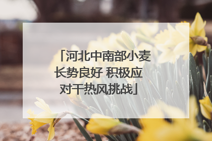 河北中南部小麦长势良好 积极应对干热风挑战
