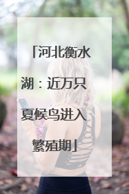 河北衡水湖：近万只夏候鸟进入繁殖期