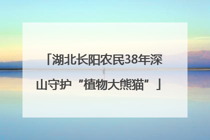 湖北长阳农民38年深山守护“植物大熊猫”