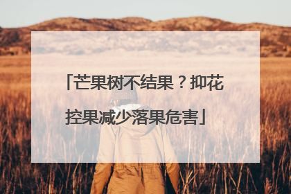 芒果树不结果？抑花控果减少落果危害