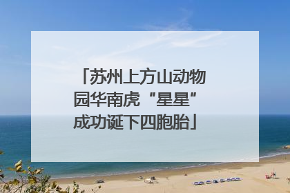 苏州上方山动物园华南虎“星星”成功诞下四胞胎