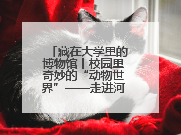 藏在大学里的博物馆丨校园里奇妙的“动物世界”——走进河北大学博物馆