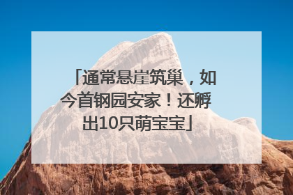 通常悬崖筑巢，如今首钢园安家！还孵出10只萌宝宝