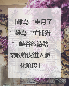 雌鸟“坐月子”雄鸟“忙捕猎” 峡谷旅游路栗喉蜂虎进入孵化阶段