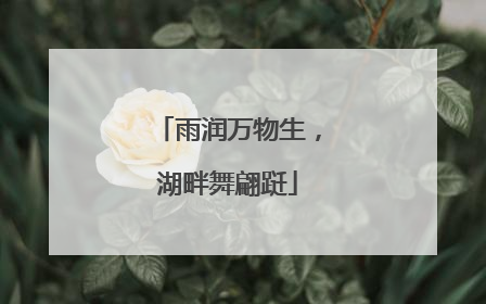 雨润万物生，湖畔舞翩跹