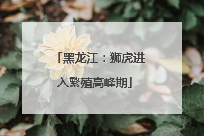 黑龙江：狮虎进入繁殖高峰期