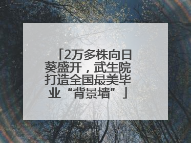 2万多株向日葵盛开，武生院打造全国最美毕业“背景墙”